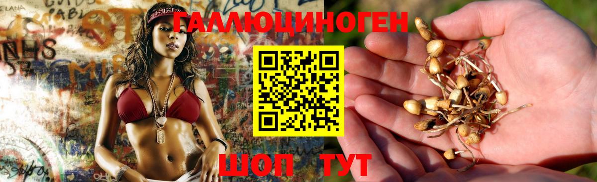 Галлюциногенные грибы Psilocybe Строитель